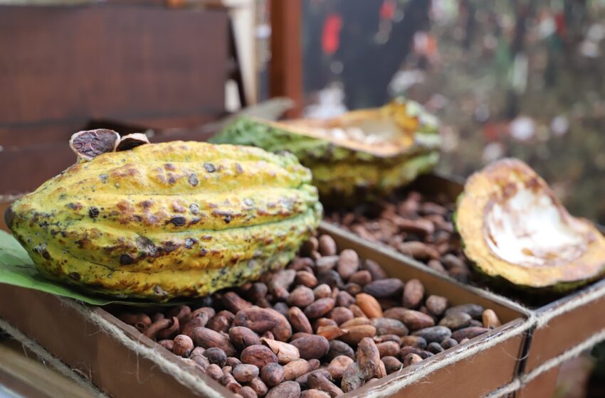  Cacao peruano a mercados asiáticos