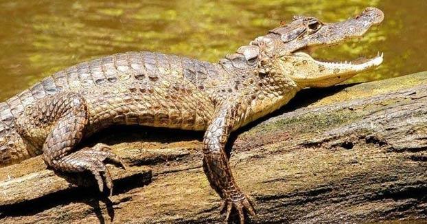  Proyecto de cooperación internacional en la selva de Perú