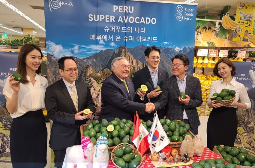  Palta Hass llega a Corea del Sur