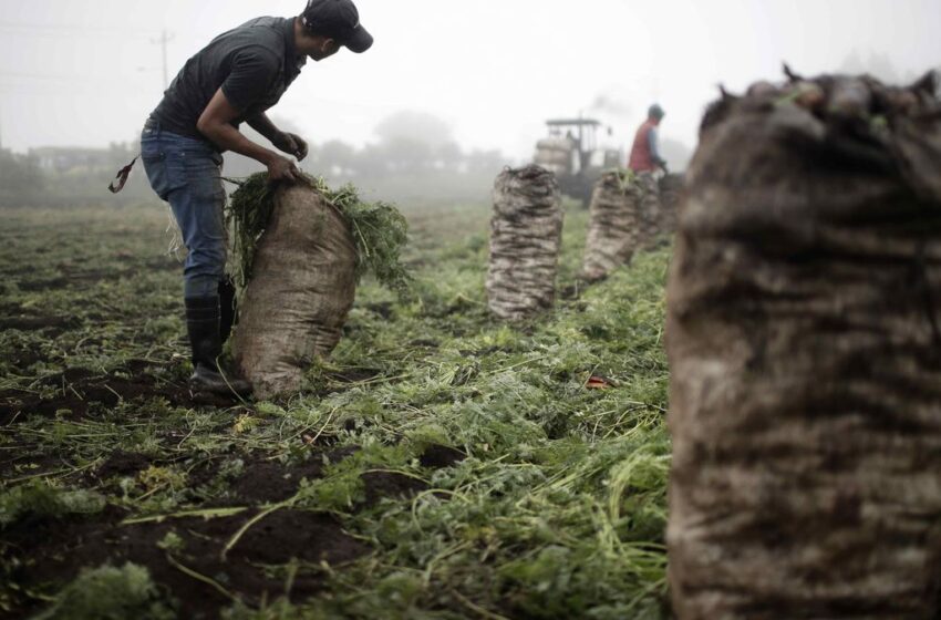  Perú dentro de los cuatro países con resultados negativos en sus balanzas comerciales agrícolas de América Latina y el Caribe