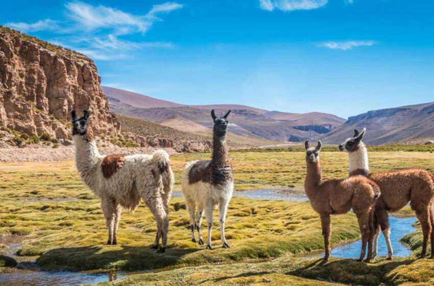  Se identifican altos niveles de proteínas en la leche de llama
