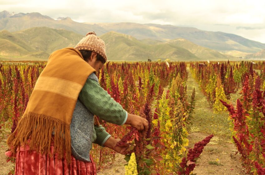  Superalimentos peruanos son requeridos por compradores internacionales
