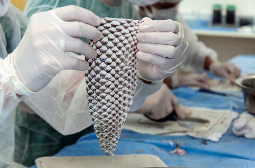  Investigadores peruanos elaboran productos naturales a partir de colágeno de piel de tilapia