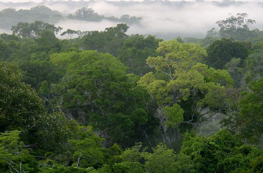  Perú y Suiza logran acuerdo único en el mundo sobre protección del clima