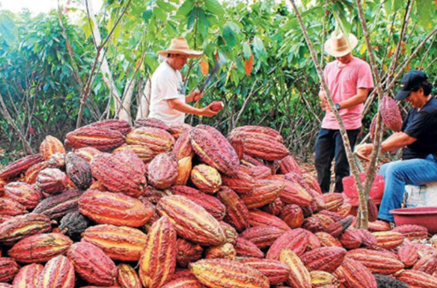  Organización cacaotera de la región Junín exporta 25 toneladas de cacao orgánico a Indonesia